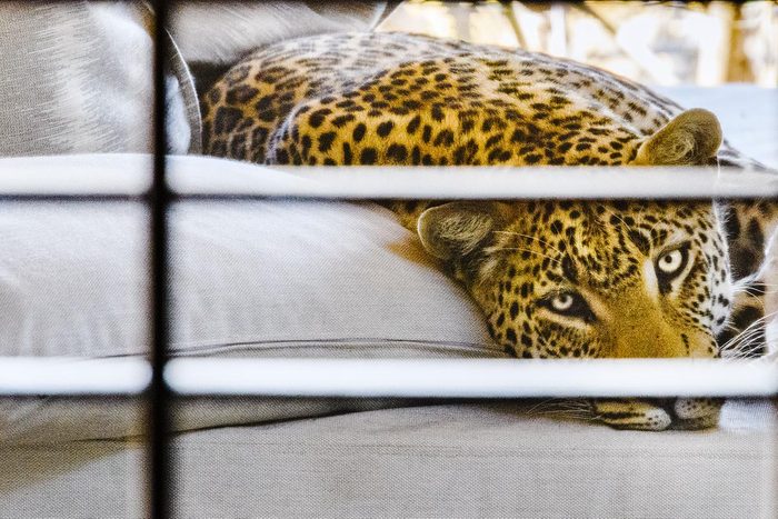 Leopard on a cushion looking through metal bars