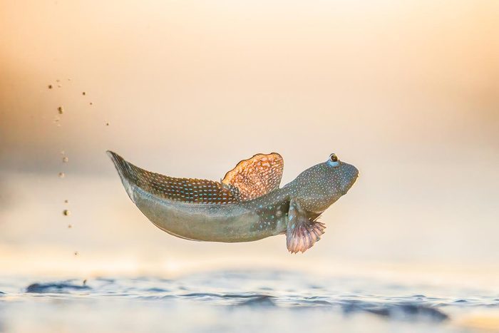 Mudskipper fish leaps out of the water