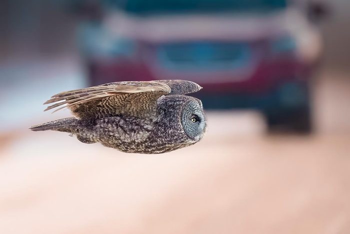 Owl concentrated in flight with the front of a car in the background