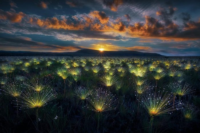 Field of bioluminescent plants at sunrise