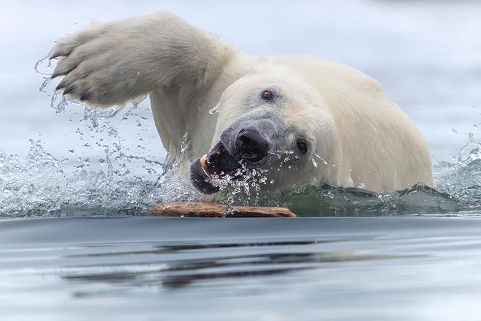 Polar Bear swimming furiously to grab a stick