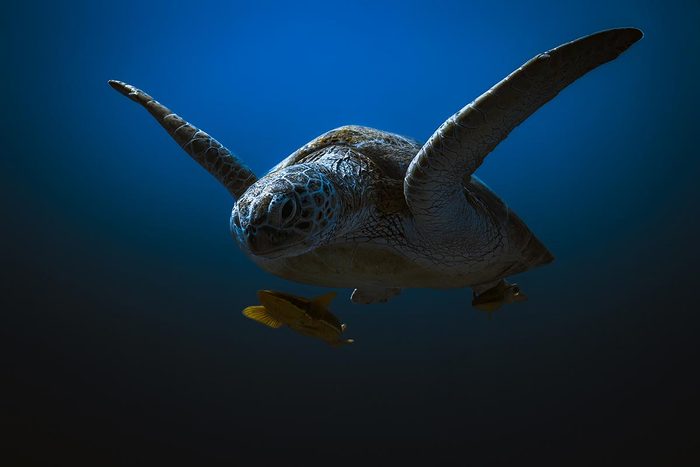 Adult sea turtle swims with a smaller fish in the deep ocean
