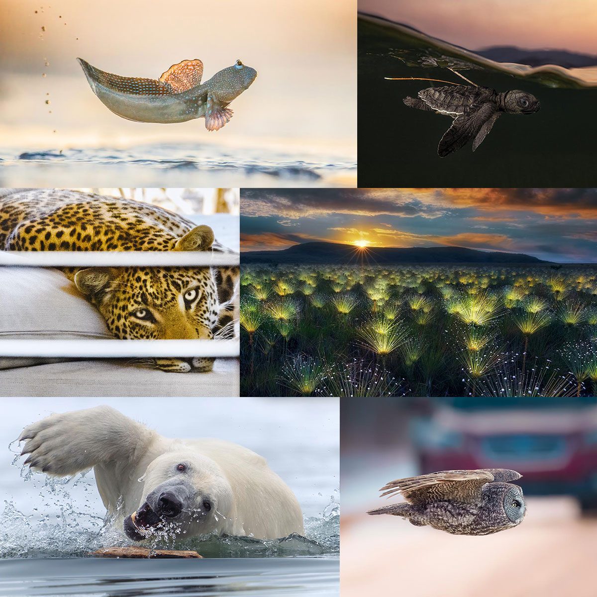 Six photo winners of the Wildlife Photo Awards in a collage