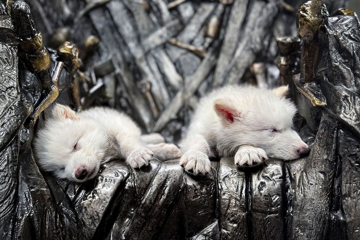 Two dire wolf sleeping