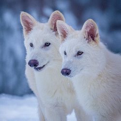 Two 3-month-old dire wolves in a snowy forest