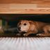 Why Do Dogs Freak Out During Thunderstorms?