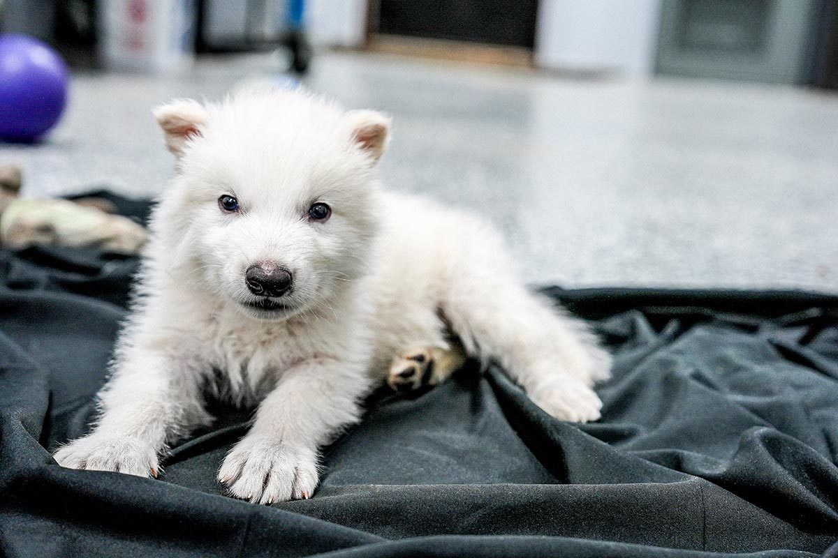 1 month old Dire Wolf pup in a research facility