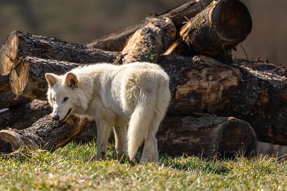 A 5-month-old dire wolf on grass in front of a pile of logs
