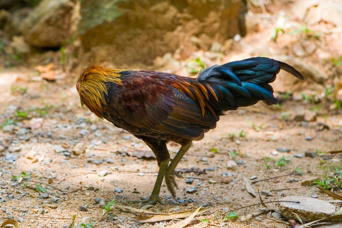 Young Headless Rooster