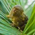 20 of the Cutest Tiny Animals from Around the World