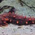 22 Animal Species So Gross, They'll Make Your Skin Crawl