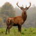 15 Innocent-Looking Animals That Are Surprisingly Dangerous