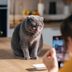Why Do Cats Love the "Pspspsps" Noise So Much?