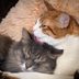 Why Do Cats Lick Each Other? The Common Grooming Behavior, Explained