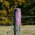 If You See a Painted Purple Fence, This Is What It Means