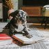 How Smart Is Your Dog? Here's How to Tell