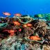 The Most Stunning Deep Sea Sights in the World