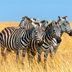 27 Hilarious (but Totally Real) Names for Groups of Animals