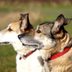 Dog Breeds Everyone Always Gets Confused
