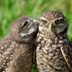 22 Hilarious Bird Photos You Shouldn't Miss