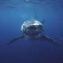 9 Animals That Arenâ€™t as Dangerous as You Think
