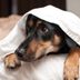 Attention, Pet Owners! This Is the One Electronic You Must Unplug to Stay Safe in a Thunderstorm