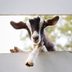 36 Goat Pictures That Are Perfect for Kidding Around
