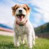 19 Things Your Dog Actually Wants from You