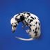 This Is Why Dogs Spin Around Before They Poop