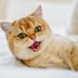 10 Noises Your Cat Makes—and What They All Mean