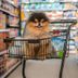 Can You Bring Your Dog to Costco? Here's What You Need to Know