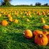 The Best Pumpkin Patch in Every State