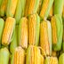 This Is Why Corn on the Cob Only Ever Has an Even Number of Rows