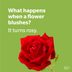 100+ Plant Puns That Will Knock Your Stalks Off
