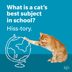 60 Cat Jokes That Will Have You in Hiss-terics