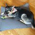 Saatva Dog Bed Review: High-Performance, Durable Dog Bed But Is It Worth the Cost?