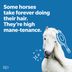 36 Horse Jokes for a Galloping Good Time